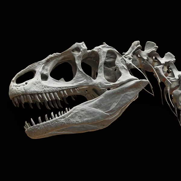 Vertebrate Paleobiology image thumbnail