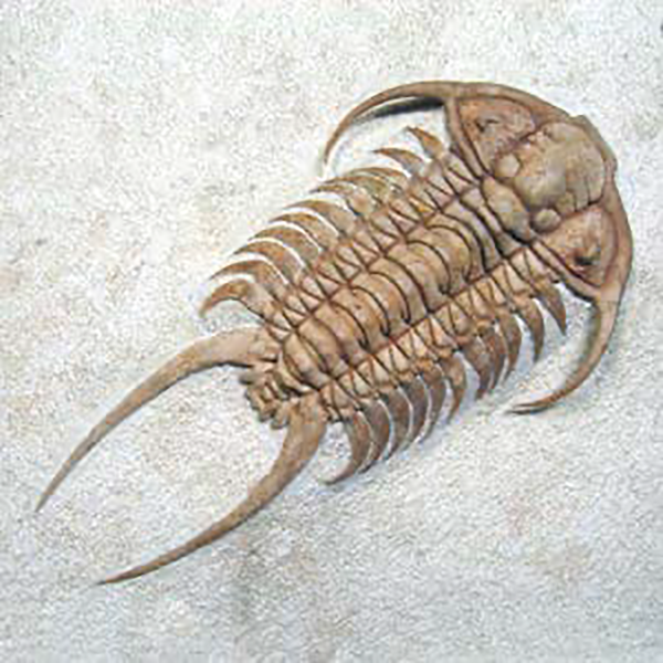 Invertebrate Paleobiology image thumbnail