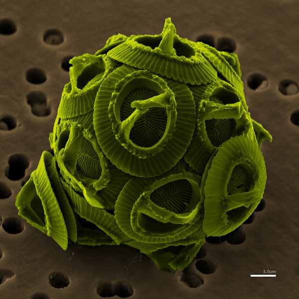 Systematics, Ecology and Biostratigraphy of Microfossils image thumbnail