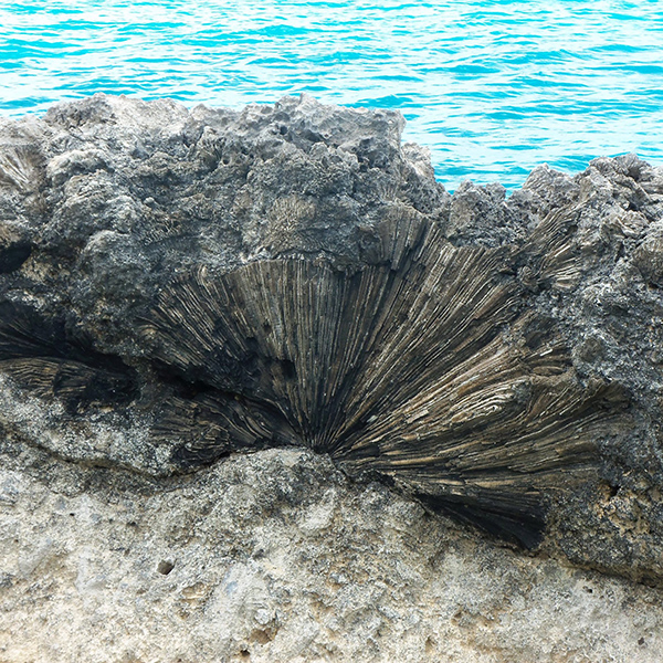 Geobiology of Reefs image thumbnail